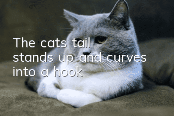 The cat's tail stands up and curves into a hook