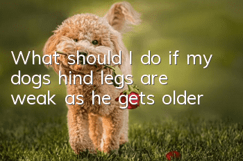 What should I do if my dog’s hind legs are weak as he gets older?