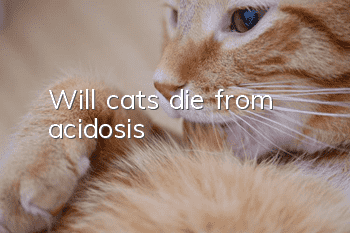 Will cats die from acidosis?