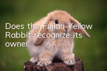 Does the Fujian Yellow Rabbit recognize its owner?