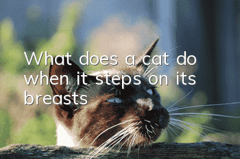 What does a cat do when it steps on its breasts?