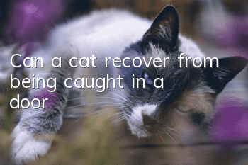 Can a cat recover from being caught in a door?