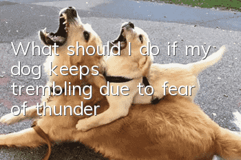 What should I do if my dog keeps trembling due to fear of thunder?