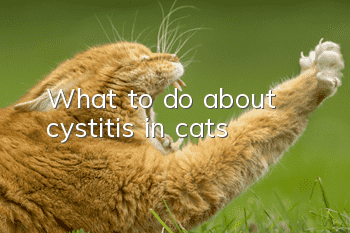 What to do about cystitis in cats