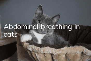 Abdominal breathing in cats