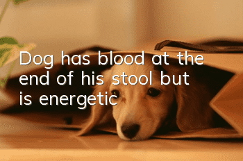 Dog has blood at the end of his stool but is energetic