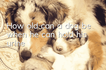 How old can a dog be when he can hold his urine?