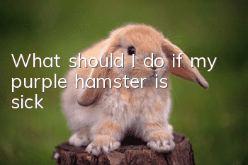What should I do if my purple hamster is sick?