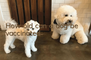 How old can a dog be vaccinated?