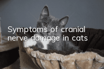 Symptoms of cranial nerve damage in cats