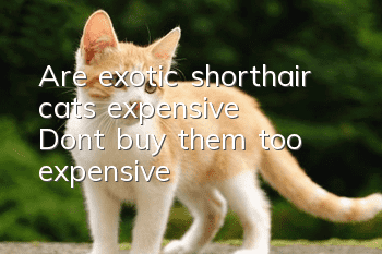 Are exotic shorthair cats expensive? Don’t buy them too expensive!