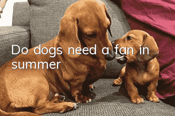 Do dogs need a fan in summer?