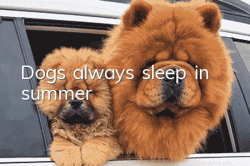 Dogs always sleep in summer
