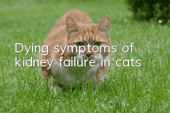 Dying symptoms of kidney failure in cats