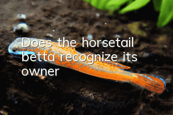 Does the horsetail betta recognize its owner?