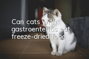 Can cats with gastroenteritis eat freeze-dried food?