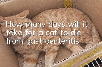 How many days will it take for a cat to die from gastroenteritis?