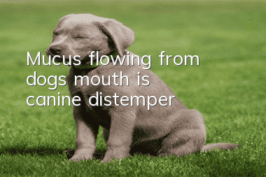 Mucus flowing from dog's mouth is canine distemper