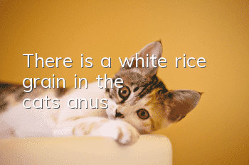 There is a white rice grain in the cat's anus