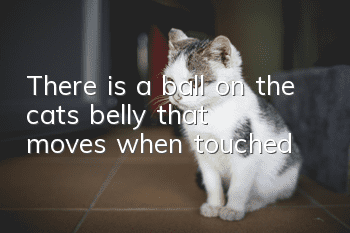 There is a ball on the cat’s belly that moves when touched