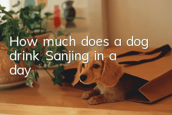 How much does a dog drink Sanjing in a day?