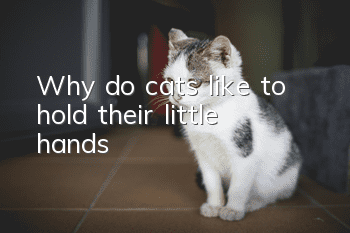 Why do cats like to hold their little hands?
