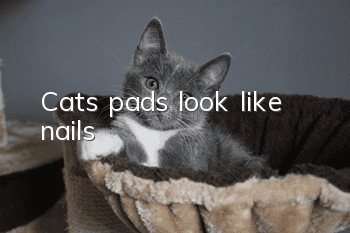 Cat’s pads look like nails
