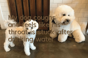 My dog coughs and feels like his throat is stuck after drinking water