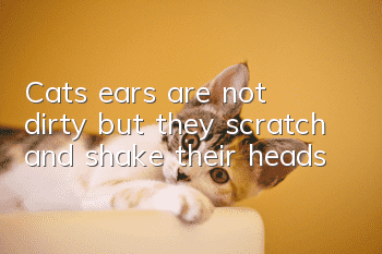 Cat’s ears are not dirty but they scratch and shake their heads