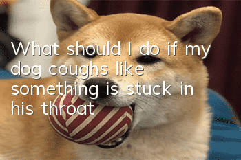 What should I do if my dog ​​coughs like something is stuck in his throat?