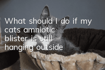 What should I do if my cat’s amniotic blister is still hanging outside?