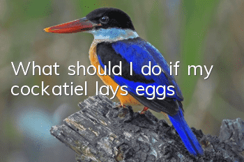 What should I do if my cockatiel lays eggs?