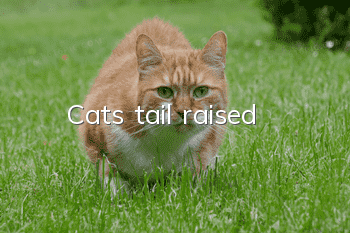 Cat's tail raised