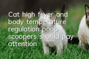 Cat high fever and body temperature regulation, poop scoopers should pay attention!