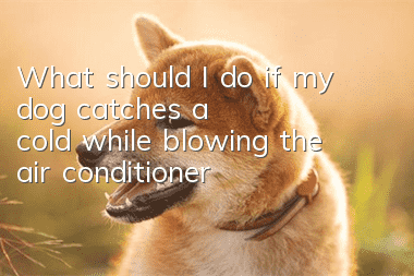 What should I do if my dog ​​catches a cold while blowing the air conditioner?