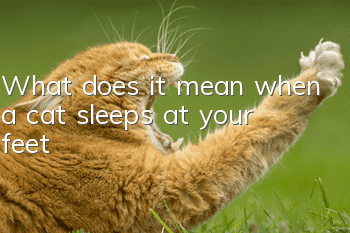 What does it mean when a cat sleeps at your feet?