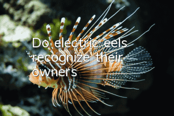 Do electric eels recognize their owners?
