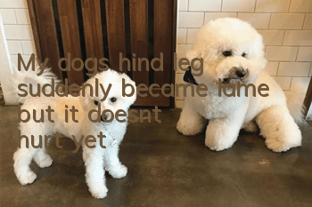 My dog's hind leg suddenly became lame, but it doesn't hurt yet