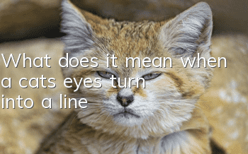 What does it mean when a cat's eyes turn into a line?