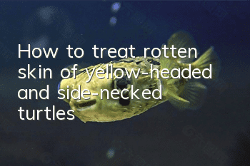 How to treat rotten skin of yellow-headed and side-necked turtles