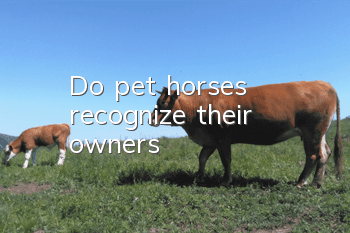 Do pet horses recognize their owners?