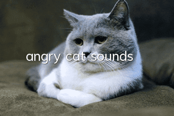 angry cat sounds