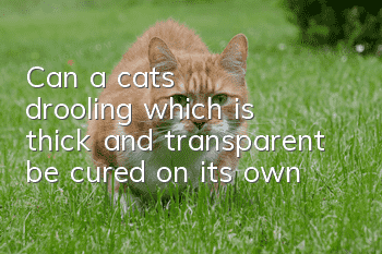 Can a cat's drooling, which is thick and transparent, be cured on its own?