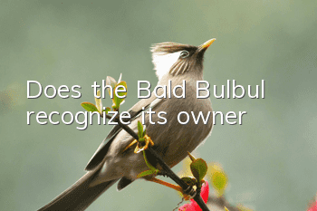 Does the Bald Bulbul recognize its owner?