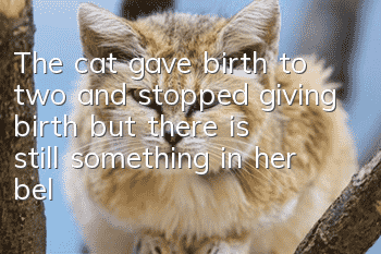 The cat gave birth to two and stopped giving birth but there is still something in her belly