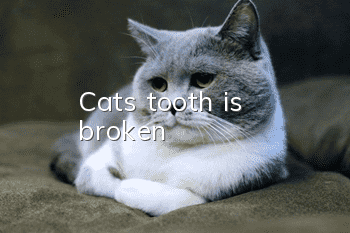 Cat's tooth is broken