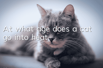 At what age does a cat go into heat?