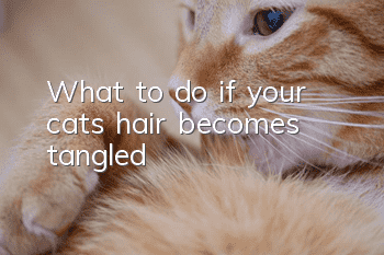 What to do if your cat’s hair becomes tangled