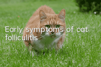 Early symptoms of cat folliculitis
