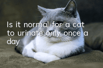 Is it normal for a cat to urinate only once a day?